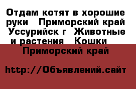 Отдам котят в хорошие руки - Приморский край, Уссурийск г. Животные и растения » Кошки   . Приморский край